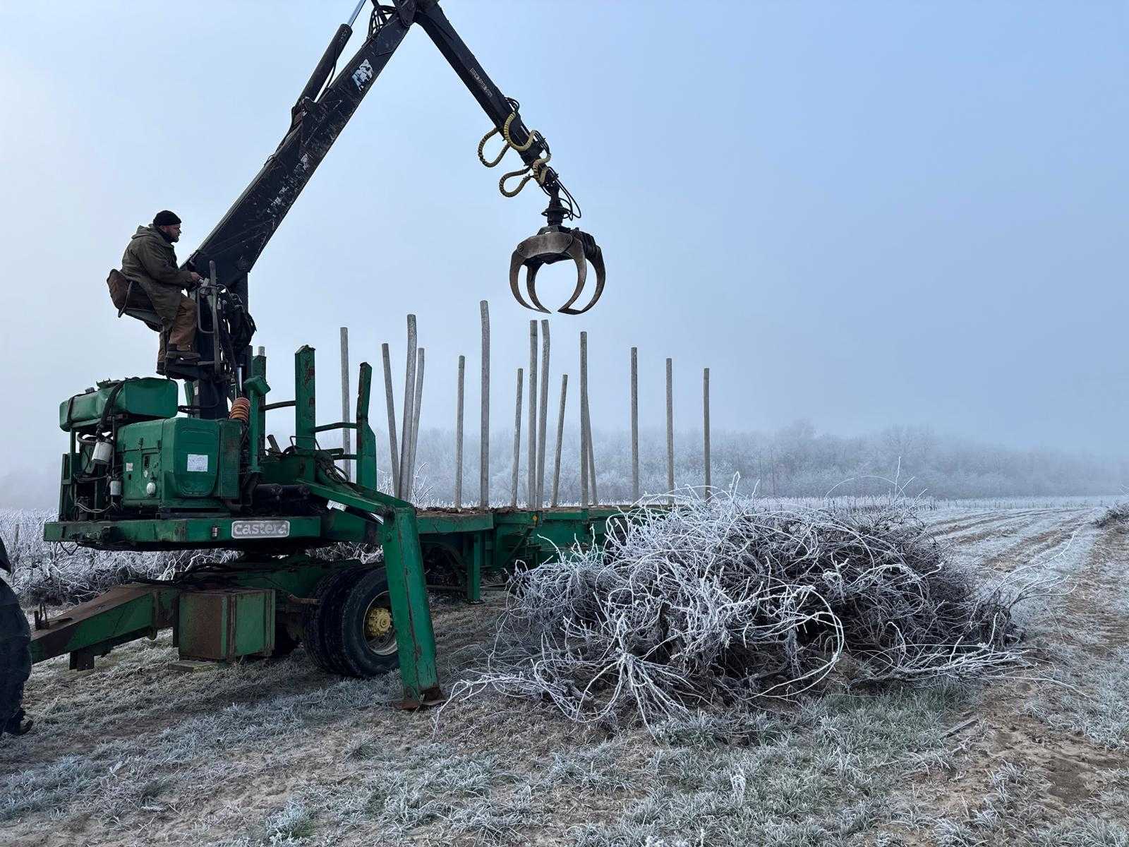 Arrachage vigne Charente : anticiper et replanter